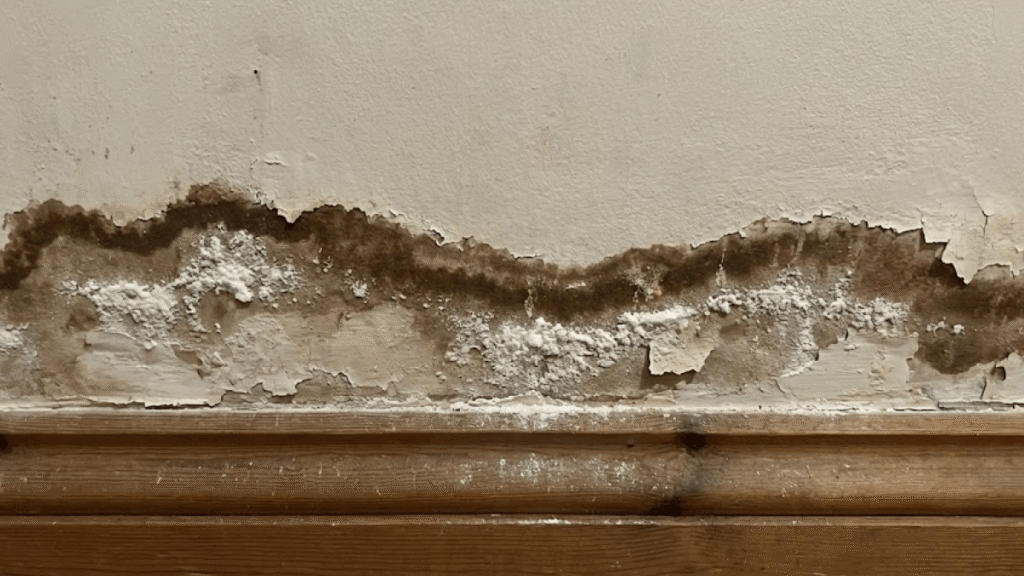 A section of an interior wall with brown and white mold, peeling paint, and water damage above a wooden baseboard—signs that signal the need for Commercial Office Refurbishment in Surrey.